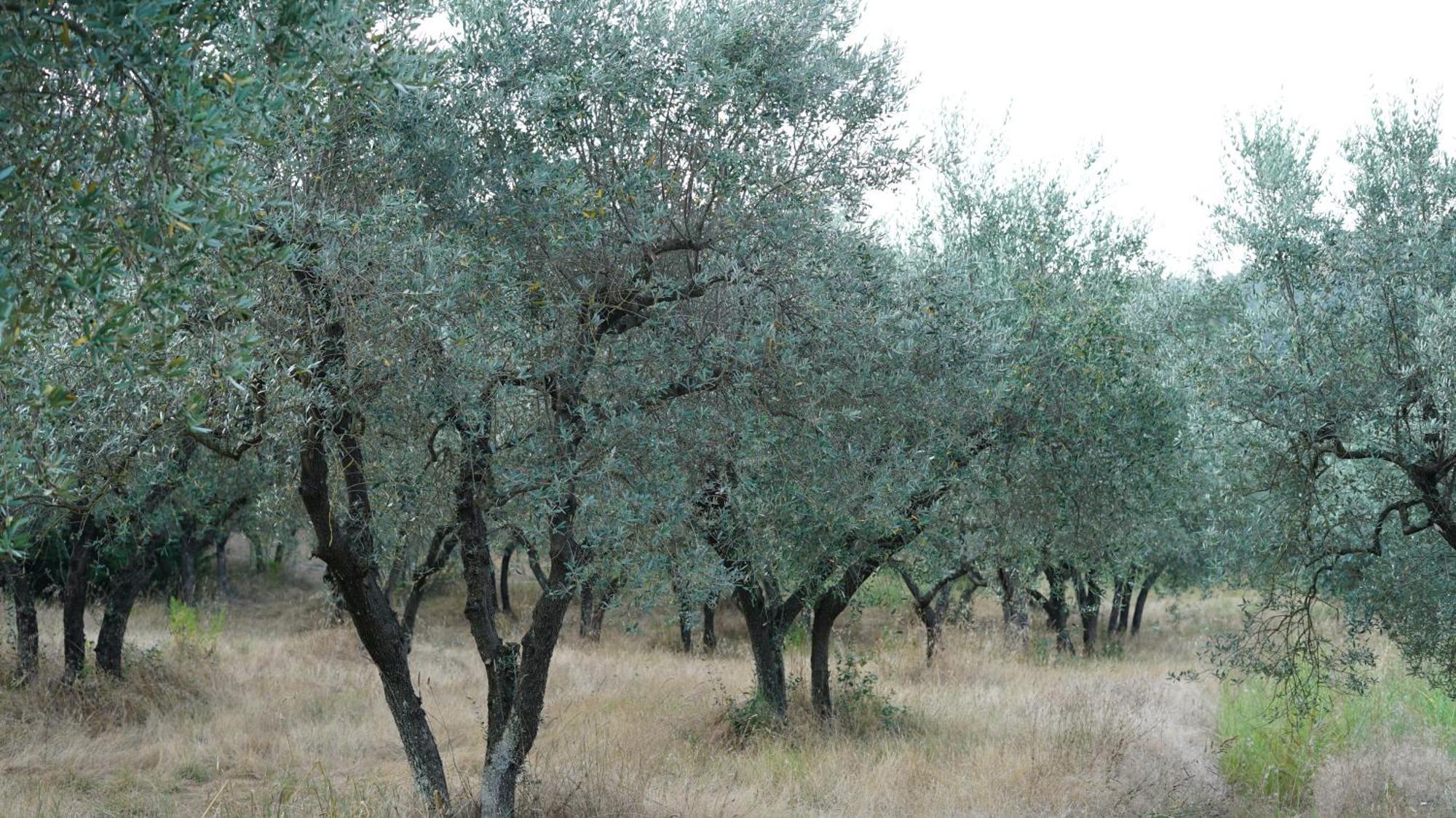 פראטו Villa Salviati מראה חיצוני תמונה